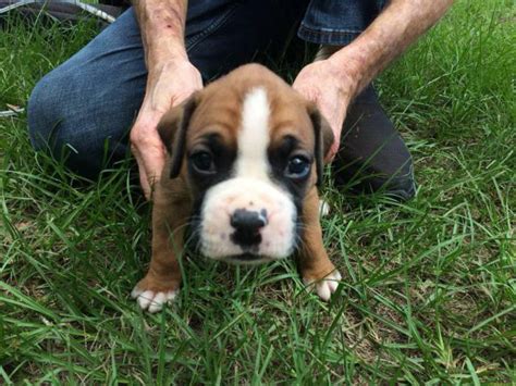 Get prepared and raise a happy, healthy, and well-adjusted puppy. . Akc boxer puppies for sale near me